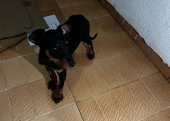 Doberman 2,5 Aylık